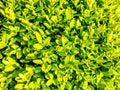 Buxus sempervirens plant - closeup view