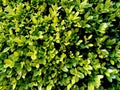 Buxus sempervirens plant in the garden