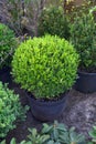 Buxus sempervirens potted shrub