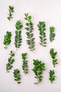 Buxus sempervirens texture green leaf leaves branches white wooden background copy space template top view overhead background Royalty Free Stock Photo