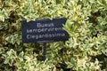 Buxus shrub with latin name description