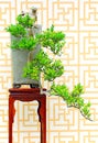 Buxus sinica bonsai plant Royalty Free Stock Photo