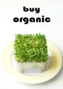 Buy Organic products alfalfa Royalty Free Stock Photo