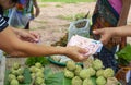 Buy and sell fruit Custard Apple/Sugar Apple