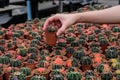 Buying a cactus cactus species Gymnocalycium