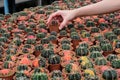 Buying a cactus cactus species Gymnocalycium