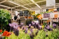 Buying flowers inside IKEA store