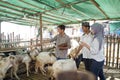 Buying goat or sheep for eid adha qurban