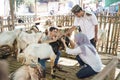 Buying goat or sheep for eid adha qurban