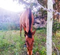 Buzios - cavalo em terreno vazio em GeribÃ¡