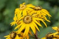 Buzulnik dentate variety Desdemona yellow flowers with long petals Ligularia dentata Desdemona. Decorative perennials of the aster