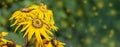 Buzulnik dentate yellow flower with long petals Ligularia dentata Desdemona blossom, panoramic banner header background poster