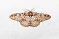 Buzura (America) recursaria moth