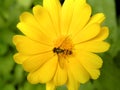 Buzz fly sitting on yellow marigold