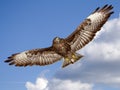 Buzzard Royalty Free Stock Photo