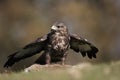 Buzzard Royalty Free Stock Photo