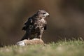 Buzzard Royalty Free Stock Photo