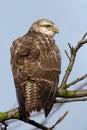 Buzzard Royalty Free Stock Photo