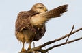 Buzzard Royalty Free Stock Photo