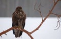 Buzzard Royalty Free Stock Photo