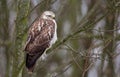 Buzzard Royalty Free Stock Photo