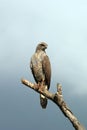 Buzzard