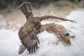 Buzzard, balancing as he consumes a fox Royalty Free Stock Photo