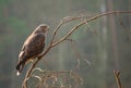 Buzzard Royalty Free Stock Photo
