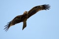 Buzzard on blue sky Royalty Free Stock Photo