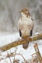 Buzzard on a branch Royalty Free Stock Photo