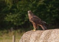 Buzzard (Buteo buteo)