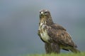 Buzzard