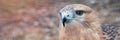 Buzzard buteo close up portrait raptor bird Royalty Free Stock Photo