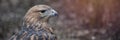 Buzzard buteo close up portrait raptor bird Royalty Free Stock Photo