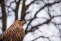 Buzzard buteo close up portrait raptor bird Royalty Free Stock Photo