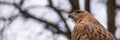 Buzzard buteo close up portrait raptor bird Royalty Free Stock Photo