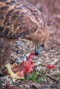 Buzzard buteo close up portrait raptor bird Royalty Free Stock Photo