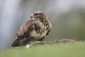 Buzzard Royalty Free Stock Photo