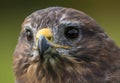 Buzzard close up