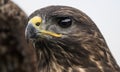 Buzzard, close up head shot Royalty Free Stock Photo