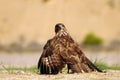 A buzzard eagle