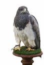 Buzzard Eagle Isolated Royalty Free Stock Photo