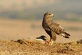 Buzzard eagle poses with food in the field Royalty Free Stock Photo