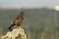 Buzzard eagle watching