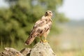 buzzard eagle watching from the rock