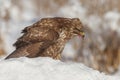 Buzzard eating a mouse Royalty Free Stock Photo