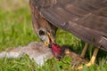 Buzzard eating prey