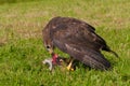 Buzzard eating prey