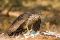 Buzzard eating prey Royalty Free Stock Photo