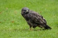 Buzzard eating prey Royalty Free Stock Photo